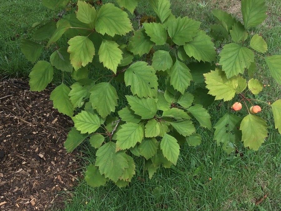 Crataegus holmesiana habit
