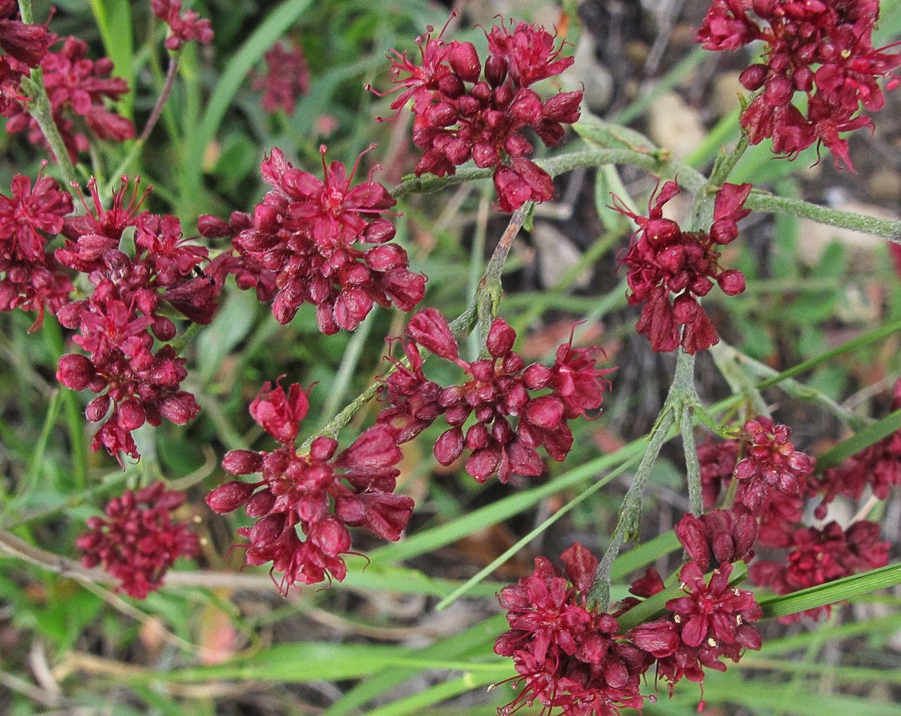 Eriogonum hemipterum — search result for 'Eriogonum'