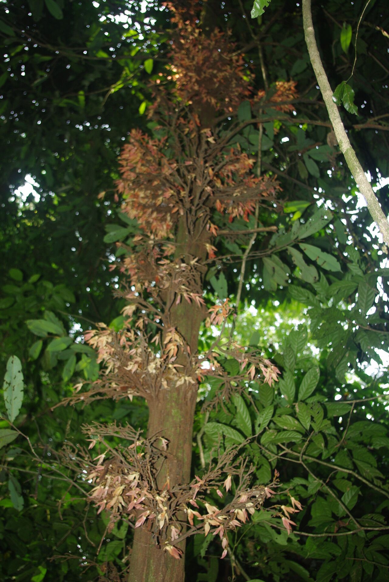 Piptostigma multinervium habit