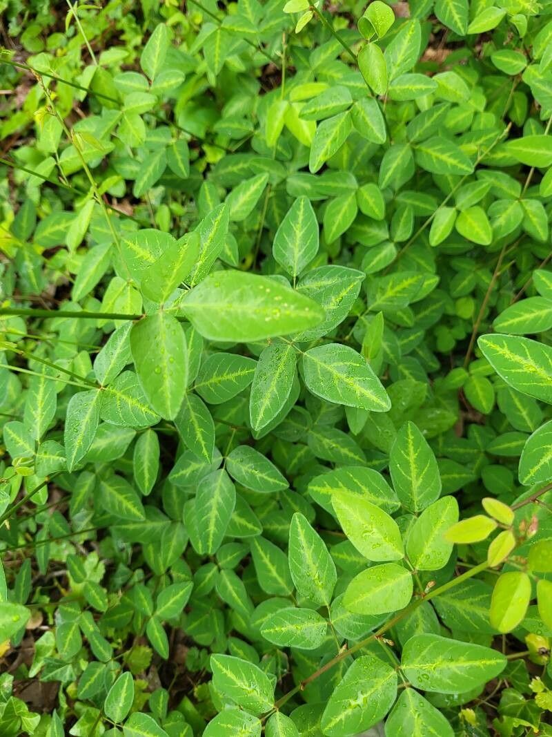 Desmodium glabellum — search result for 'Desmodium'