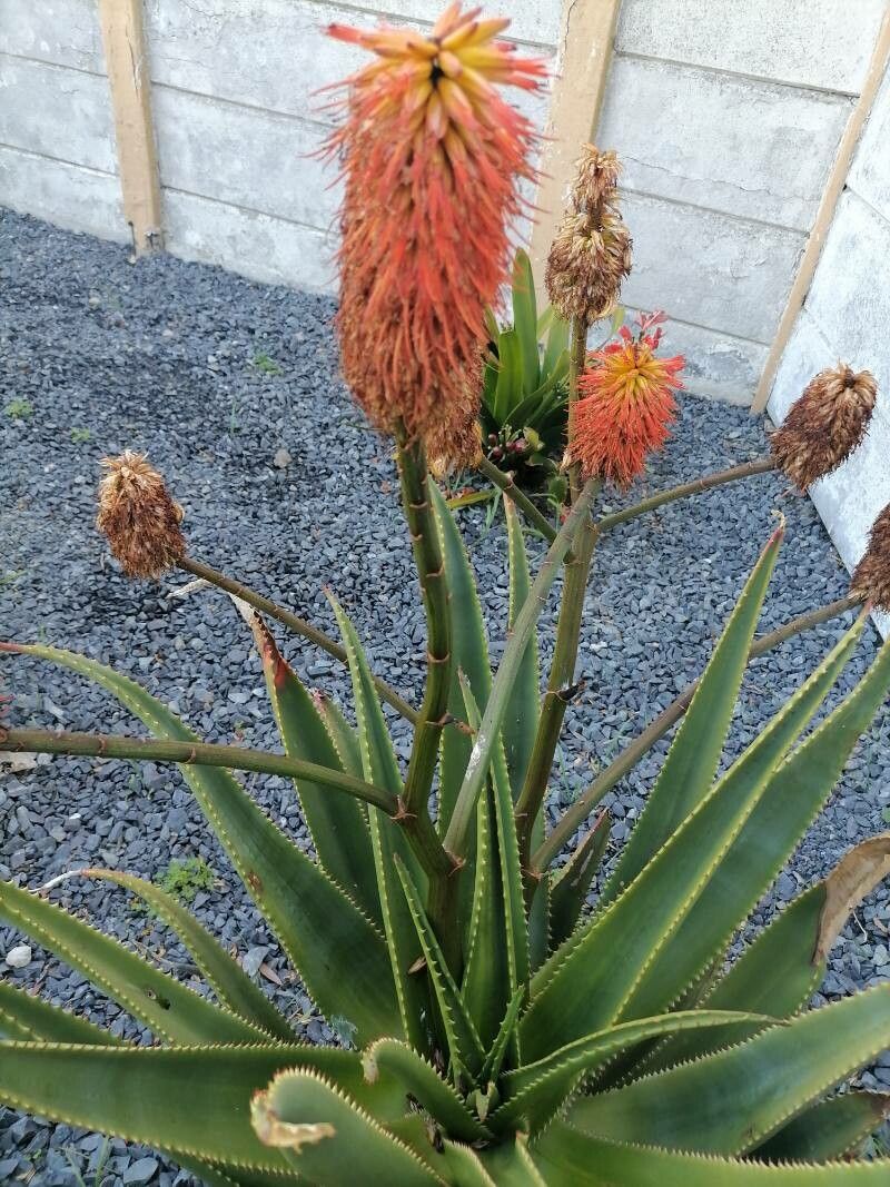 Aloe rupestris flower