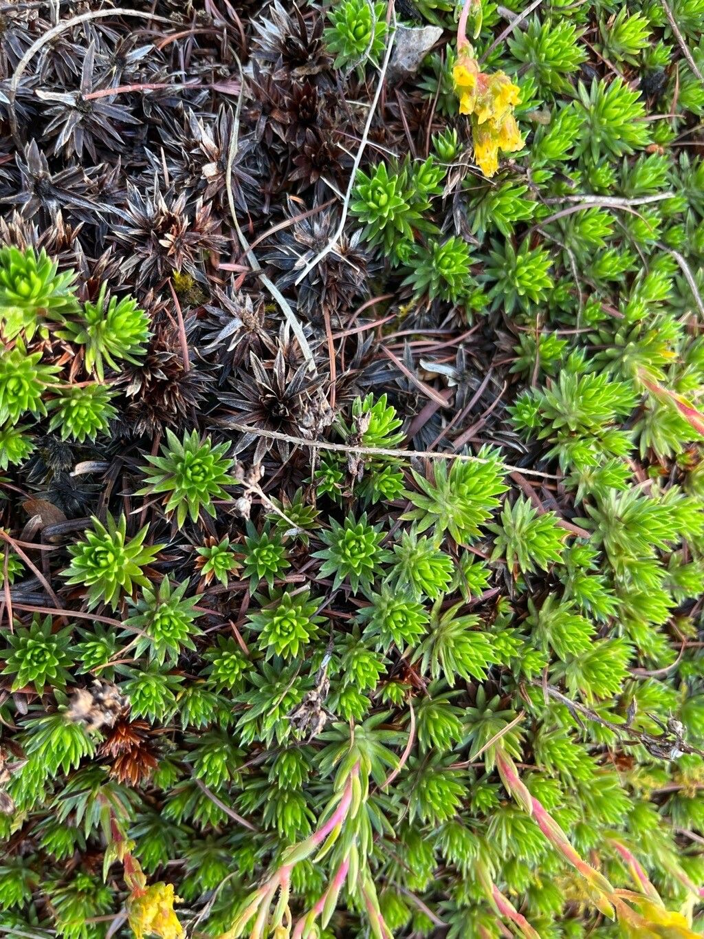 Saxifraga juniperifolia leaf