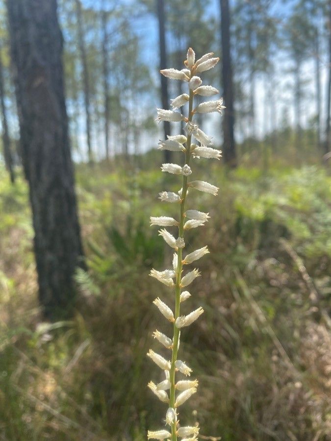 Aletris farinosa flower