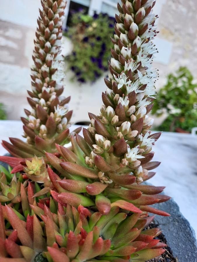 Villadia squamulosa — houseplant care guide