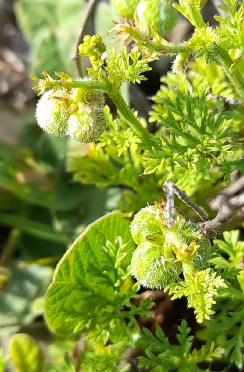 Tragia pinnata fruit