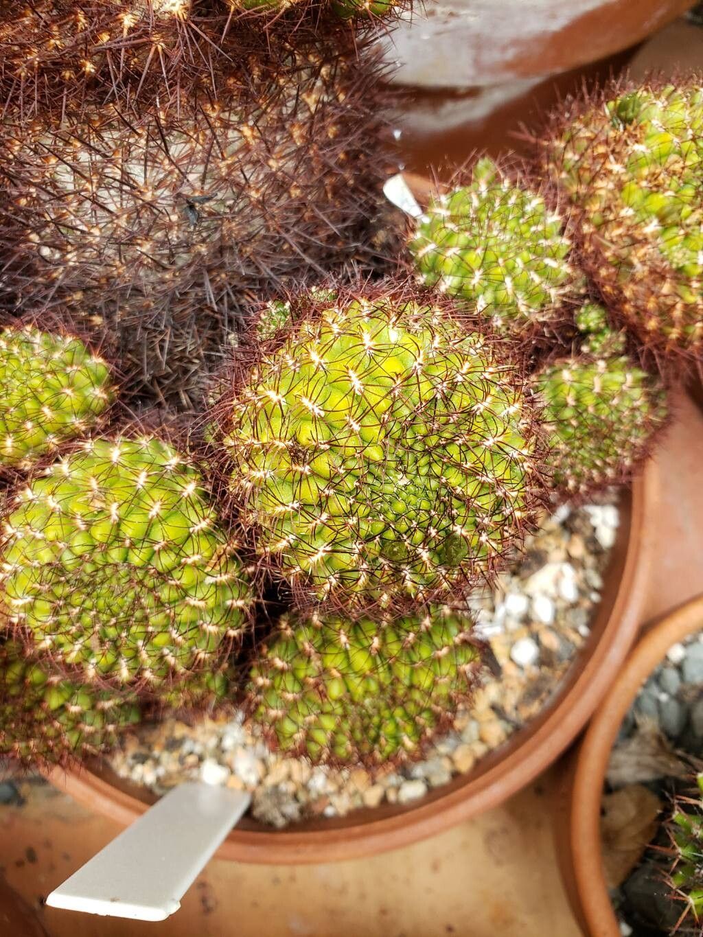Rebutia mentosa — houseplant care guide
