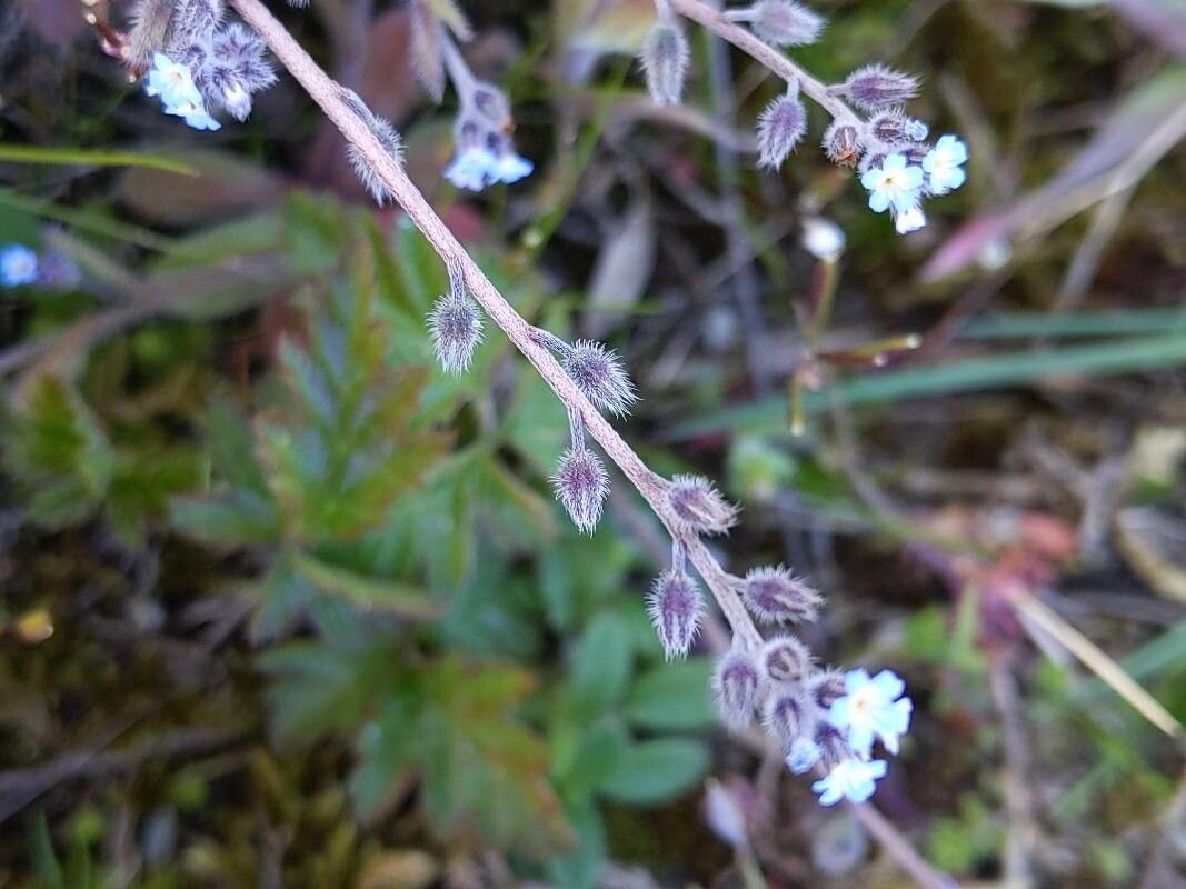 Myosotis ramosissima fruit