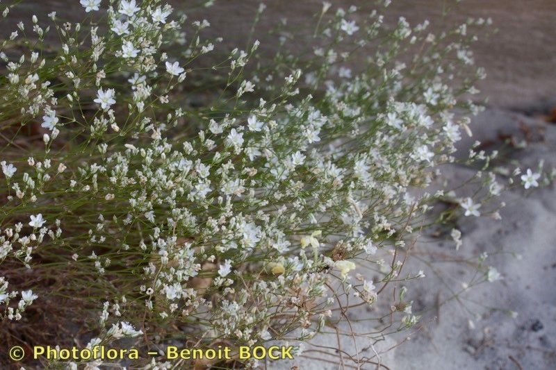 Minuartia setacea bark