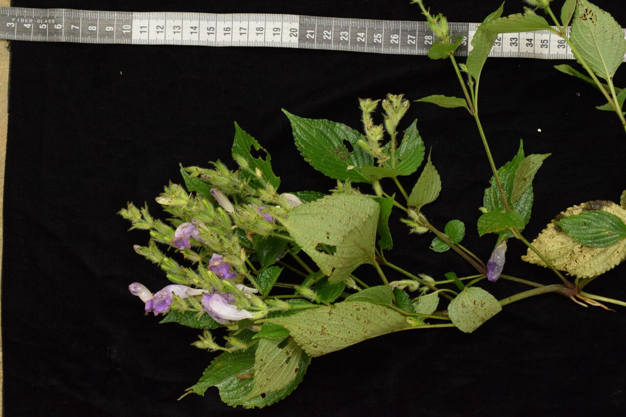 Strobilanthes lachenensis habit