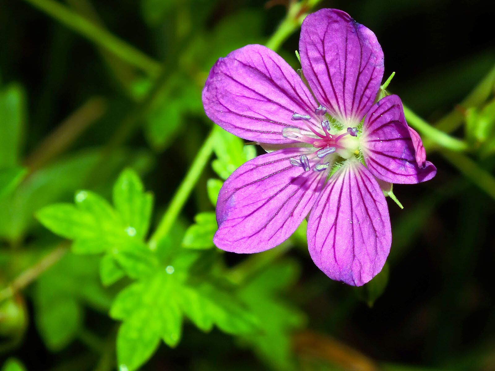 Geranium palustre flower