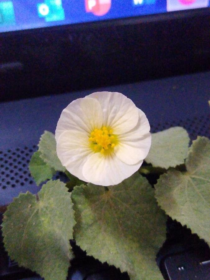 Herissantia tiubae flower