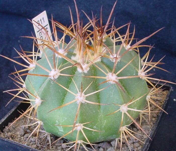 Melocactus concinnus leaf