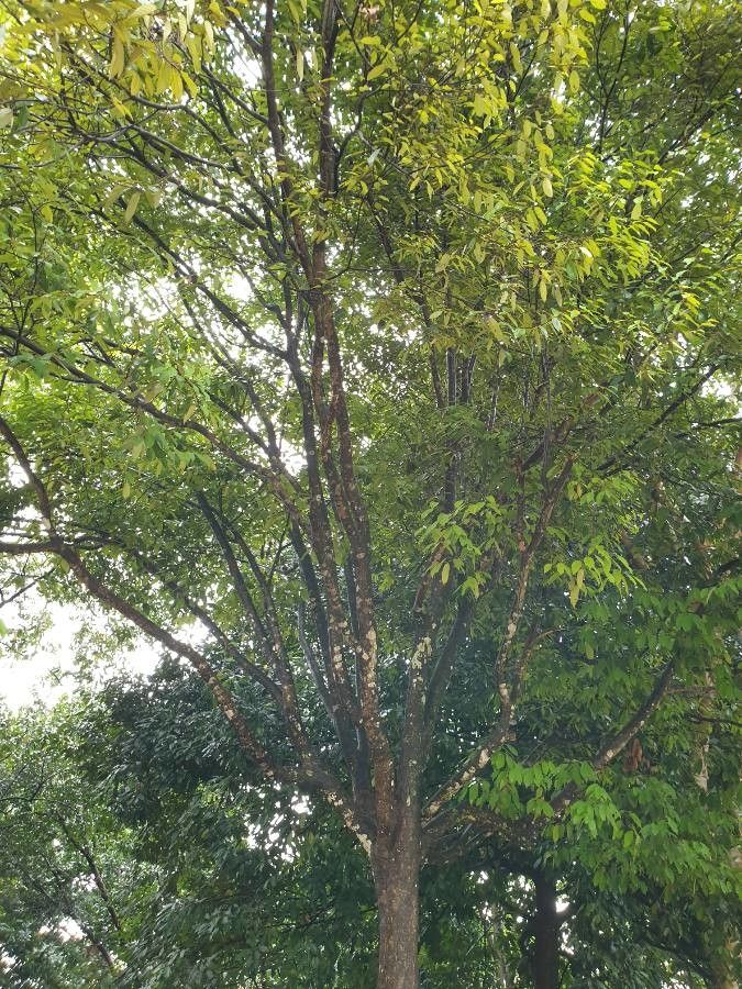 Shorea multiflora habit