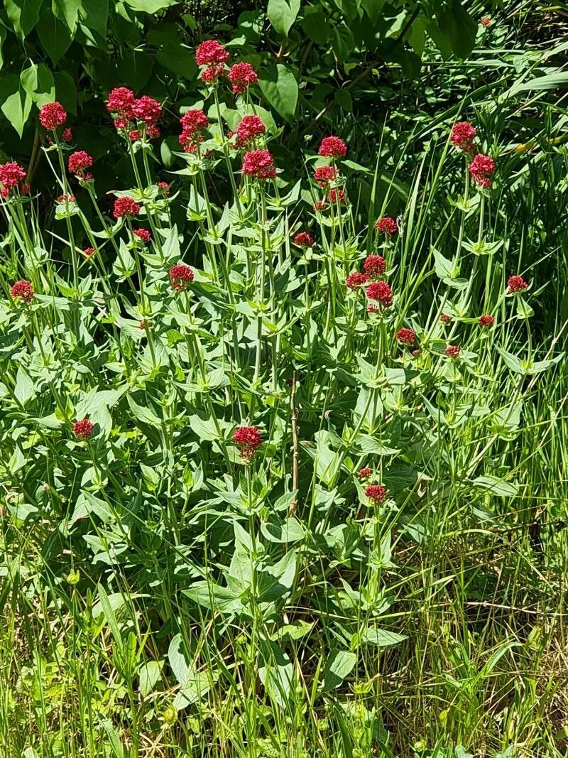 Valerianella x zoltanii flower