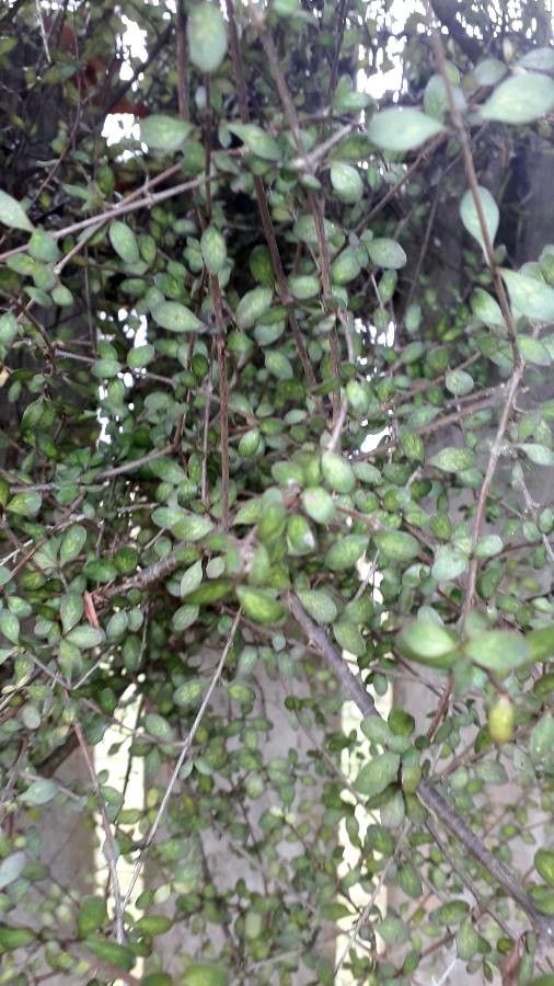 Pittosporum obcordatum