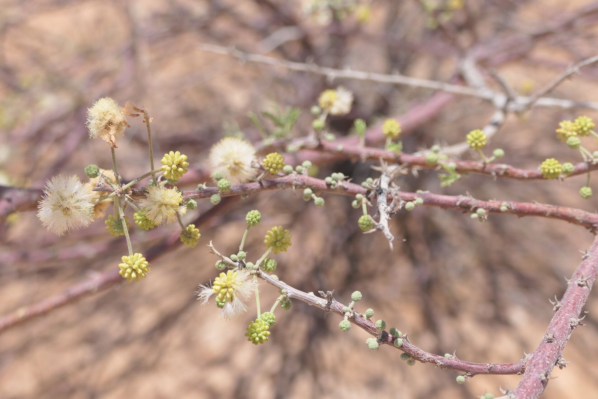 Vachellia hebeclada flower