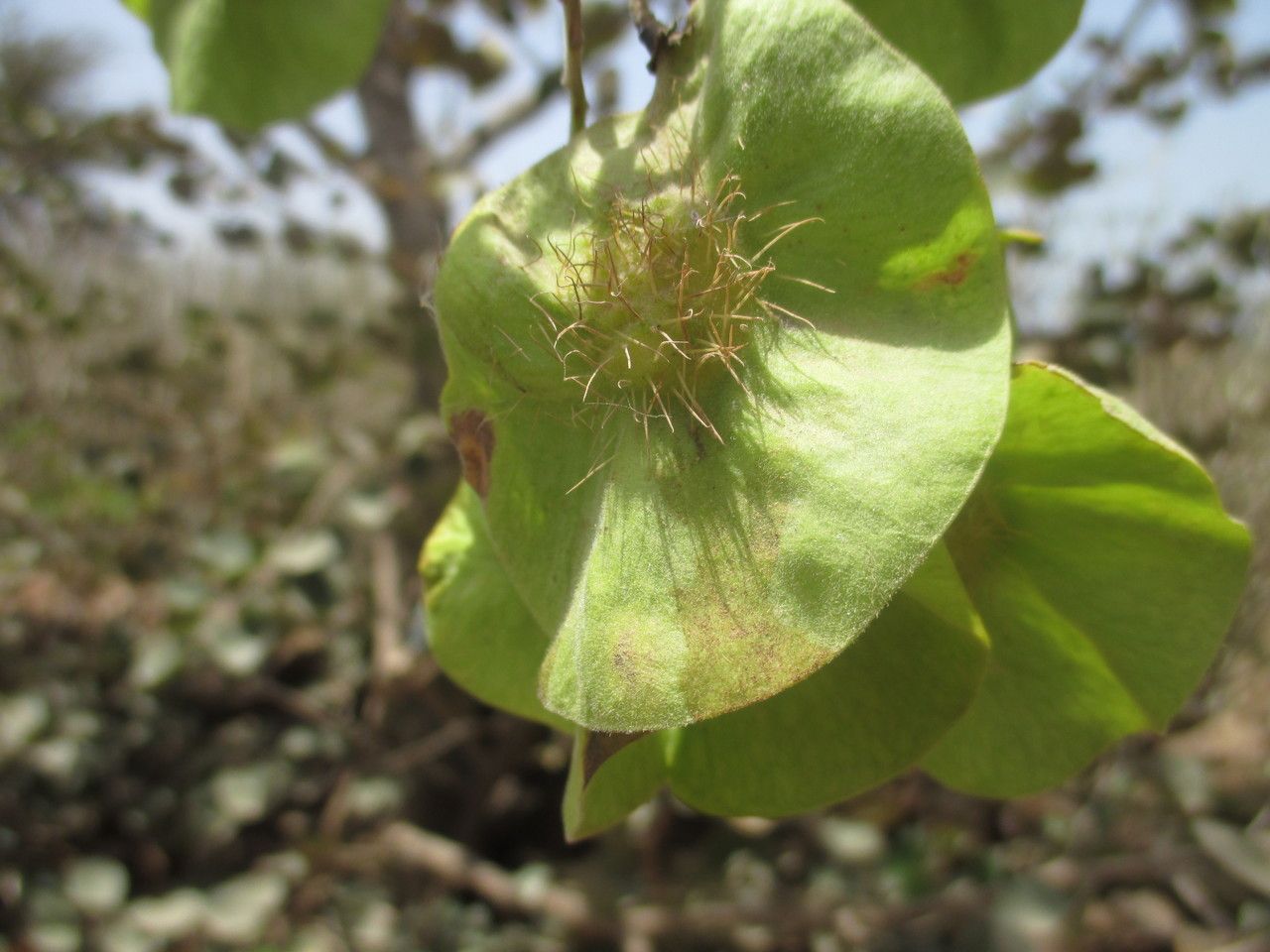 Pterocarpus erinaceus fruit