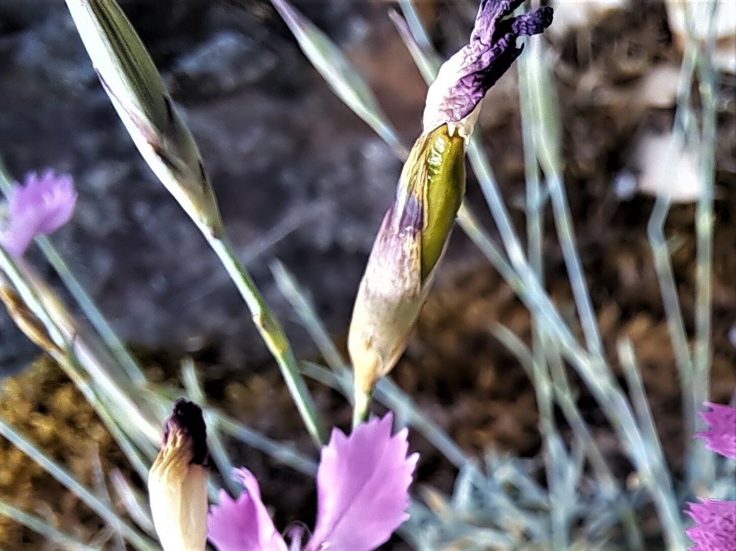 Dianthus lusitanus fruit