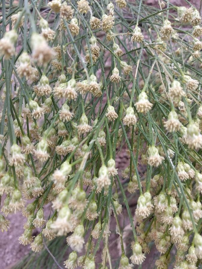Baccharis neglecta flower
