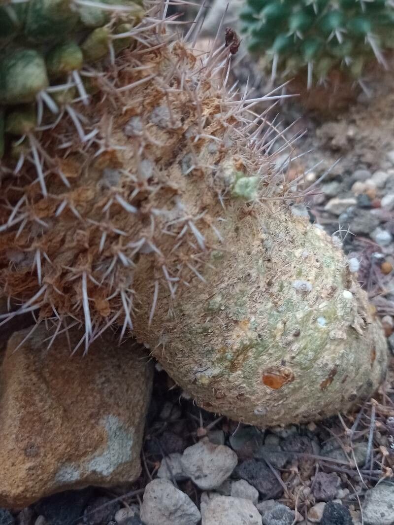 Mammillaria roseoalba bark