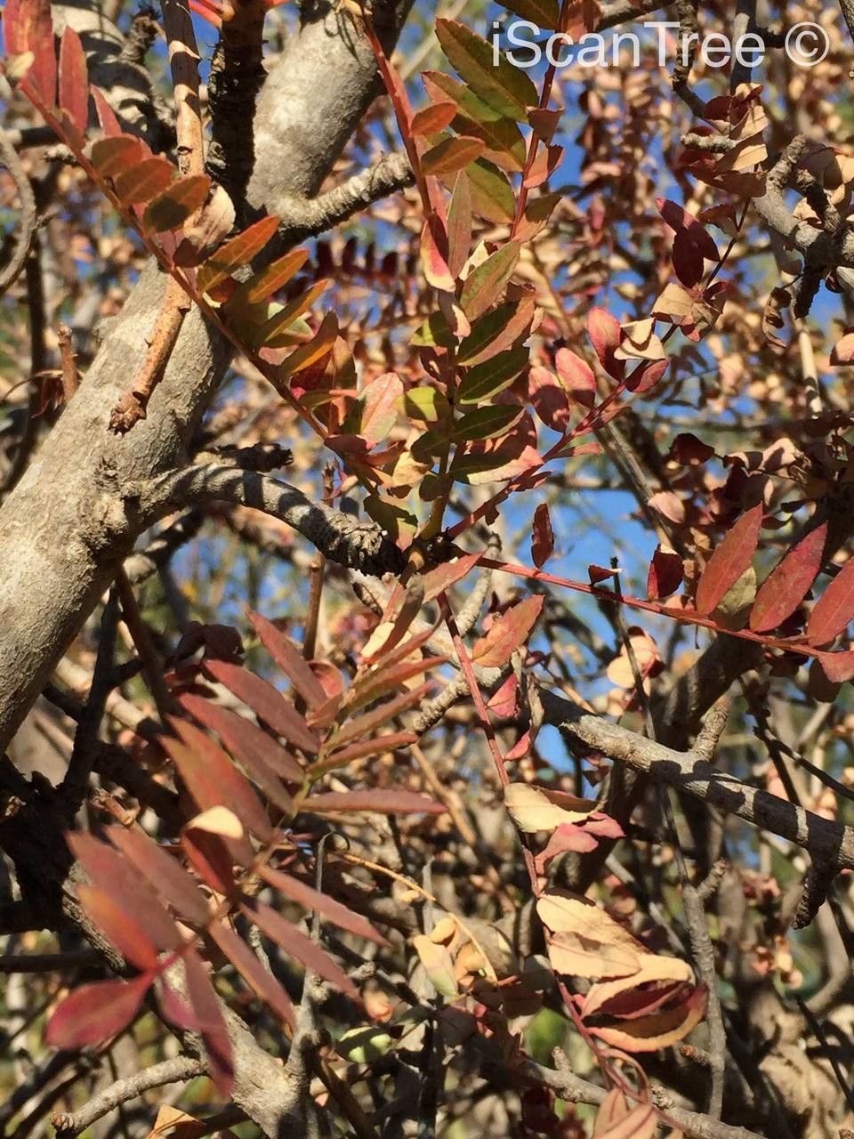Kirkia wilmsii habit