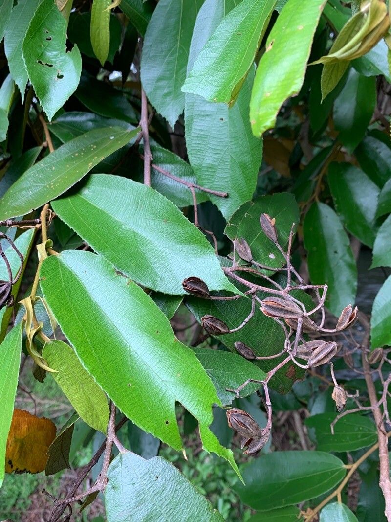 Luehea seemannii fruit