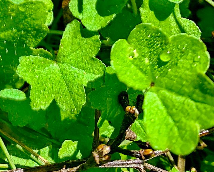 Hydrocotyle acutiloba