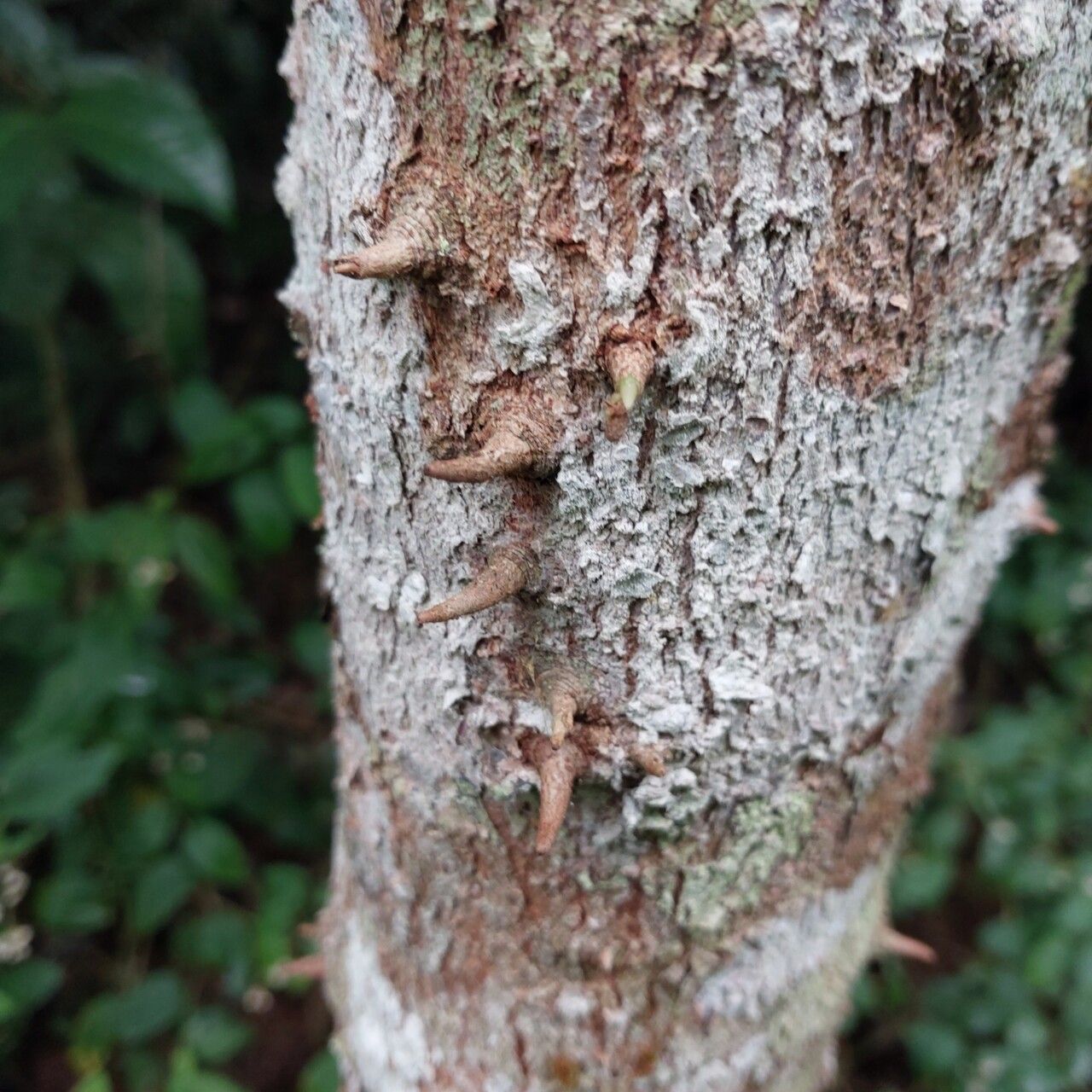 Bridelia tulasneana bark