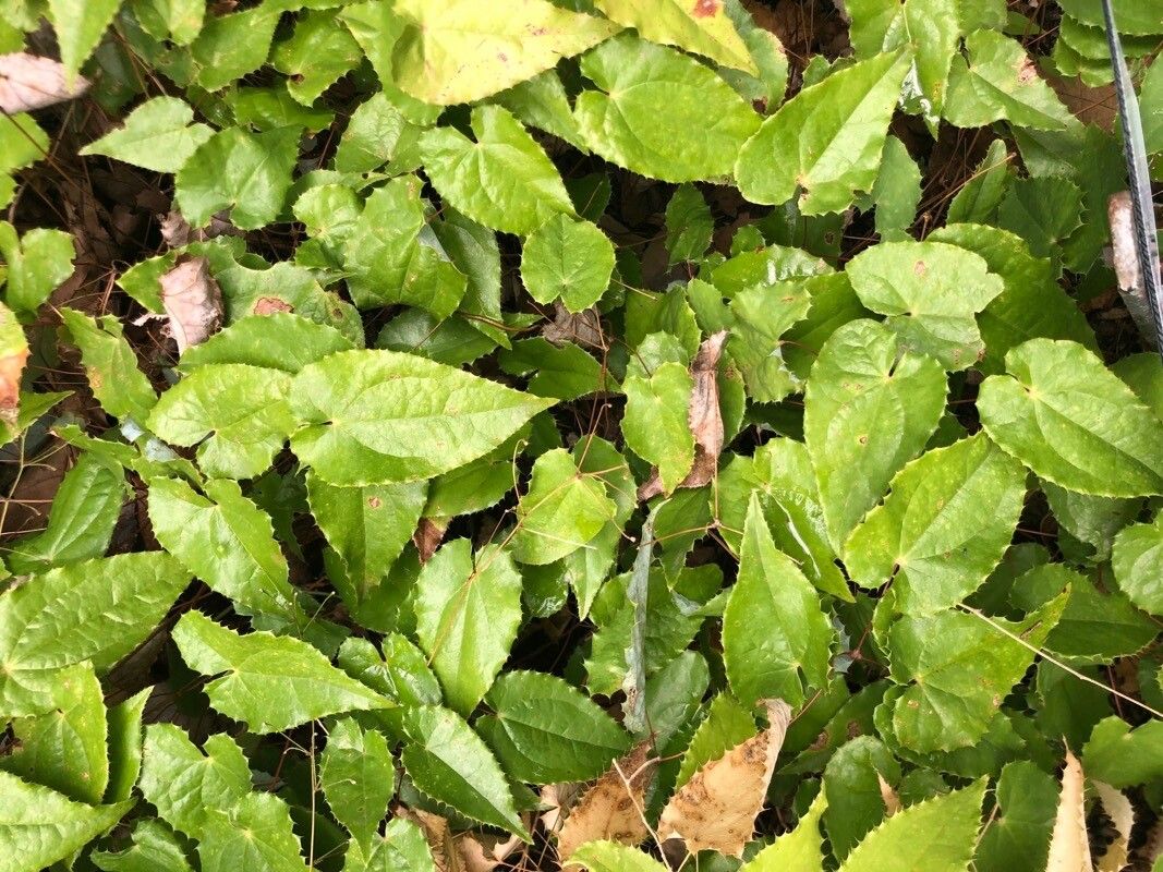 Epimedium ogisui — houseplant care guide