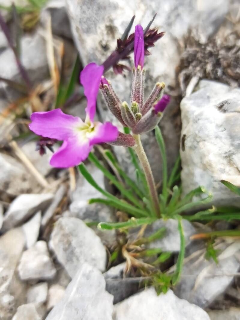 Matthiola perennis — search result for 'Matthiola'
