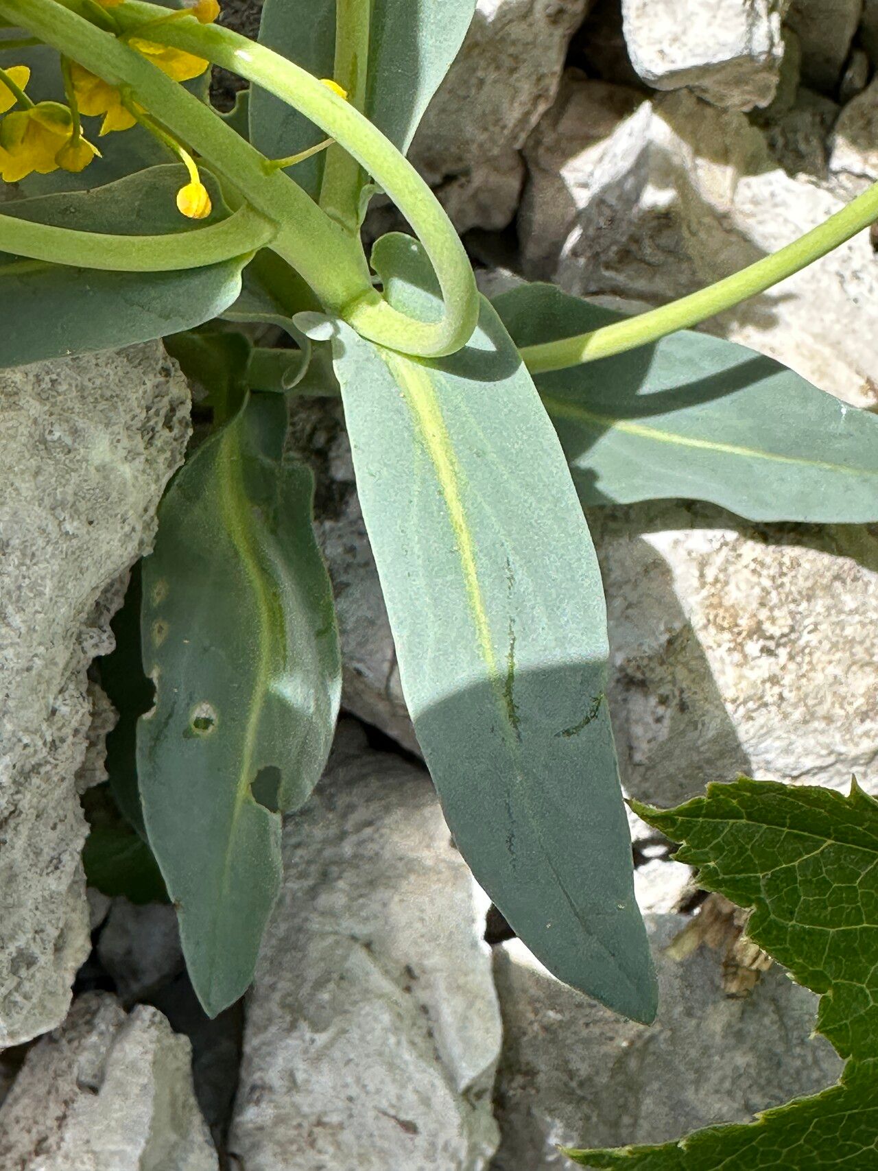 Isatis apennina leaf