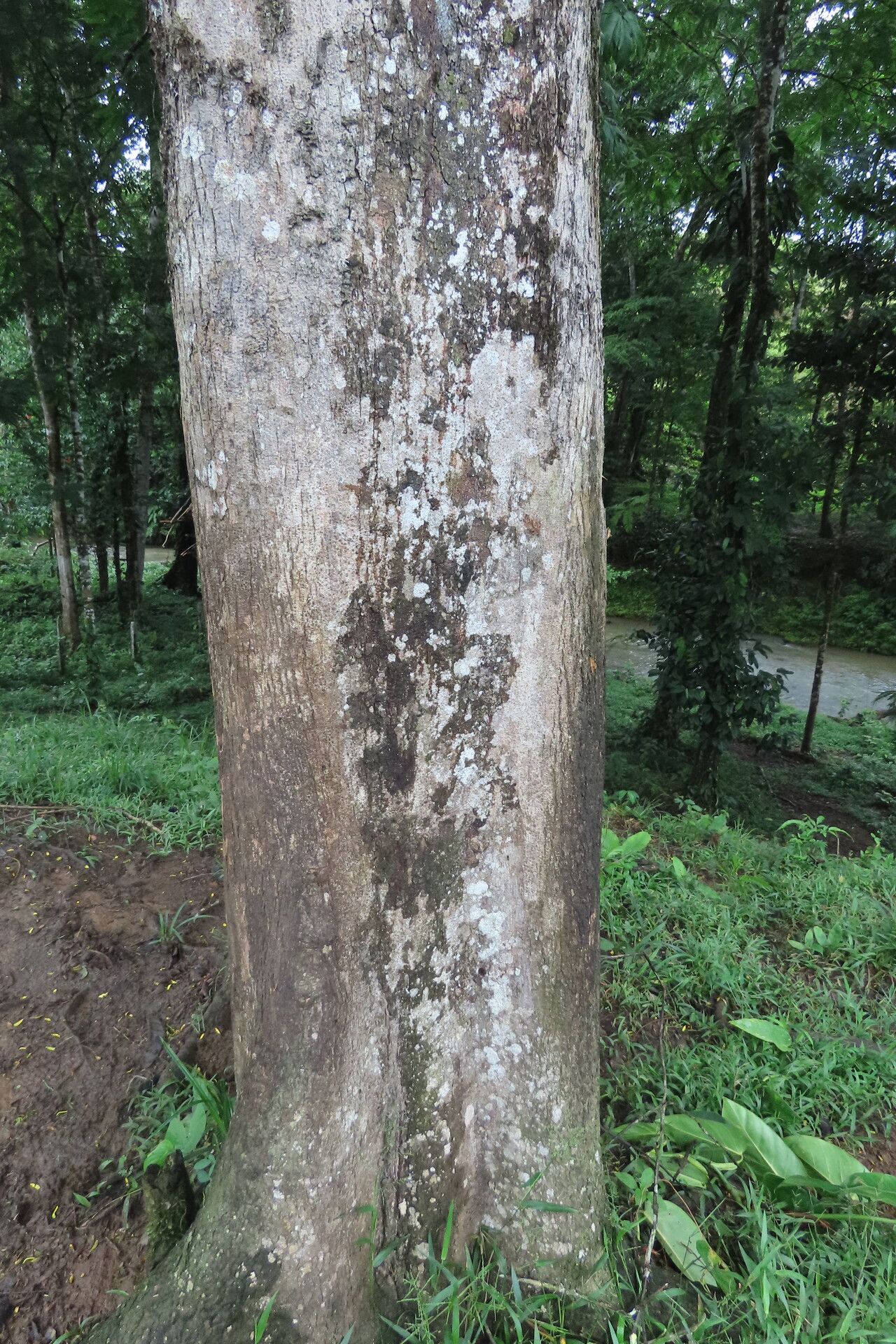 Apeiba membranacea habit