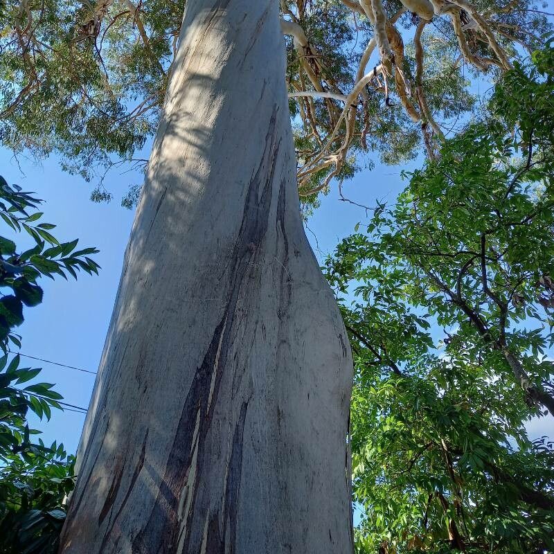 Eucalyptus dorrigoensis habit