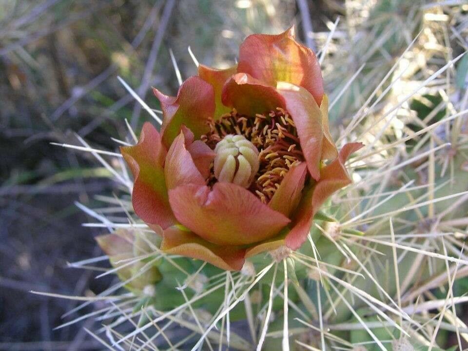 Opuntia phaeacantha flower