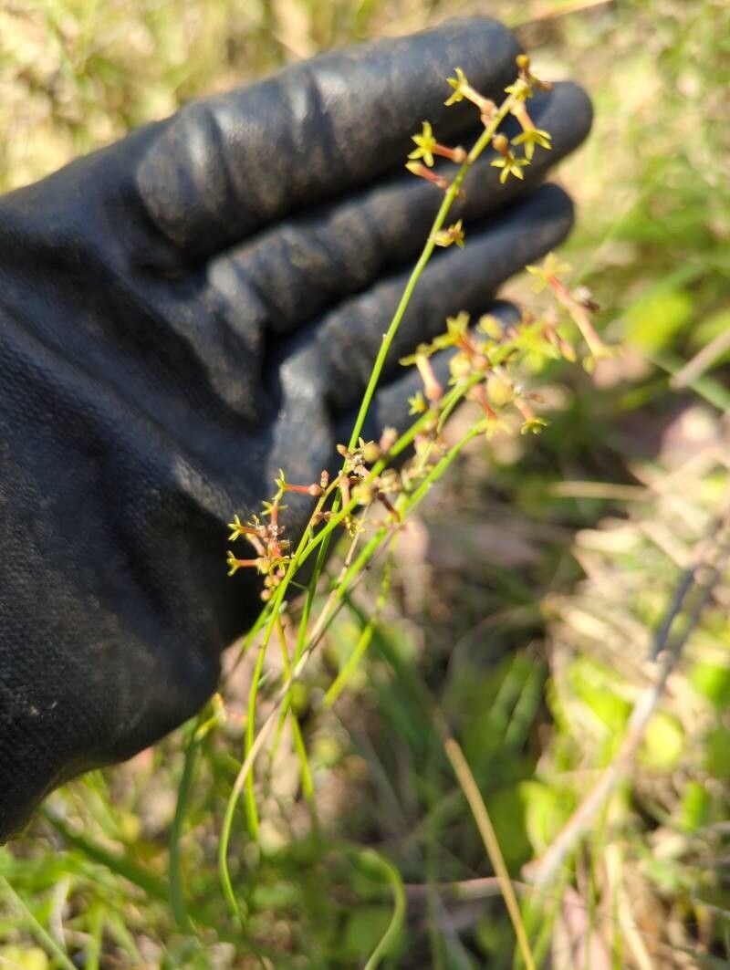 Stackhousia viminea flower