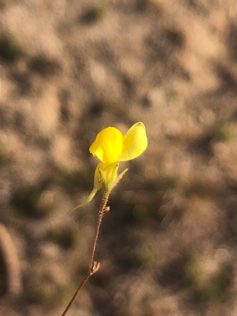 Linaria spartea flower
