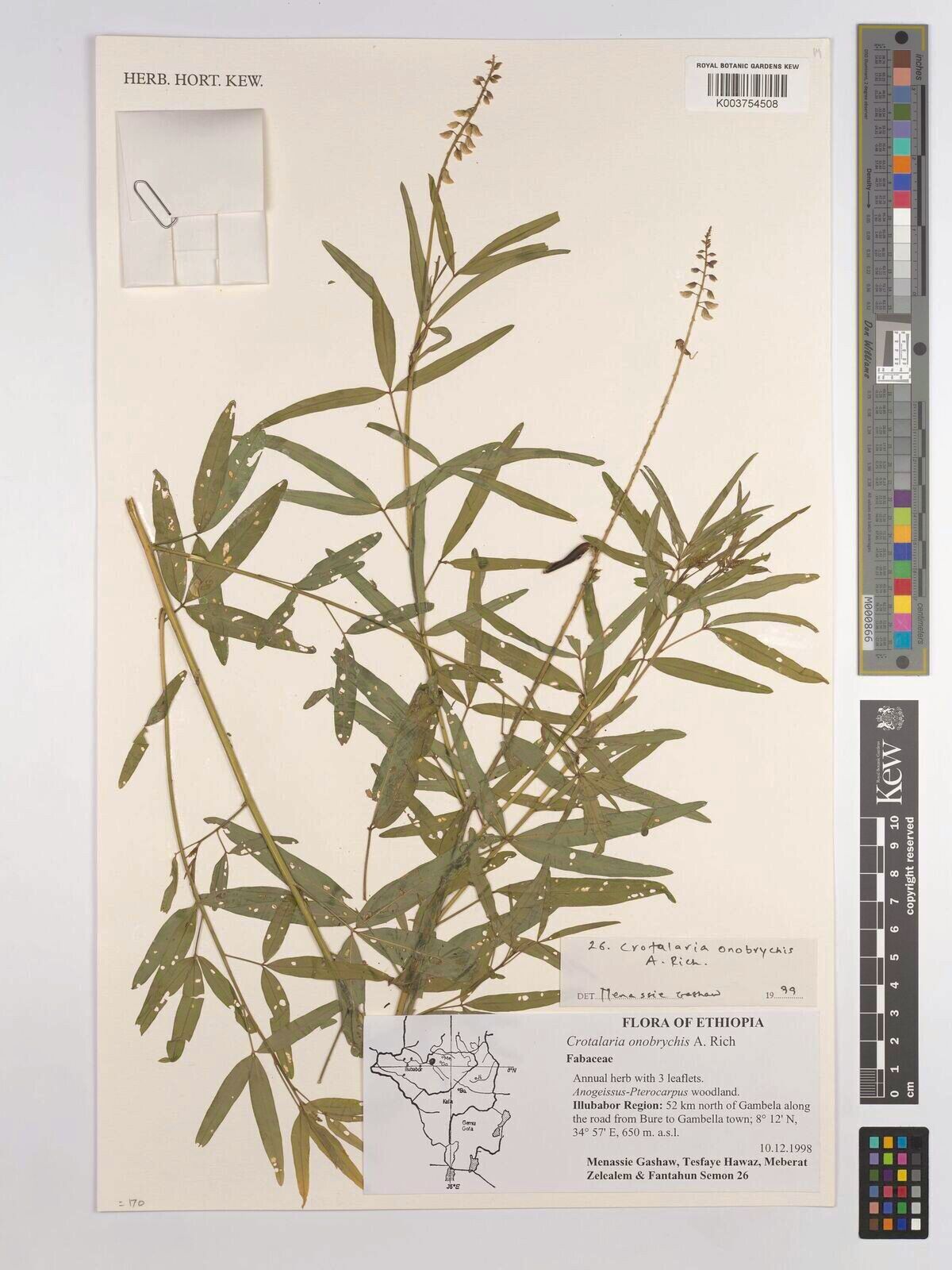 Crotalaria onobrychis — search result for 'Onobrychis'