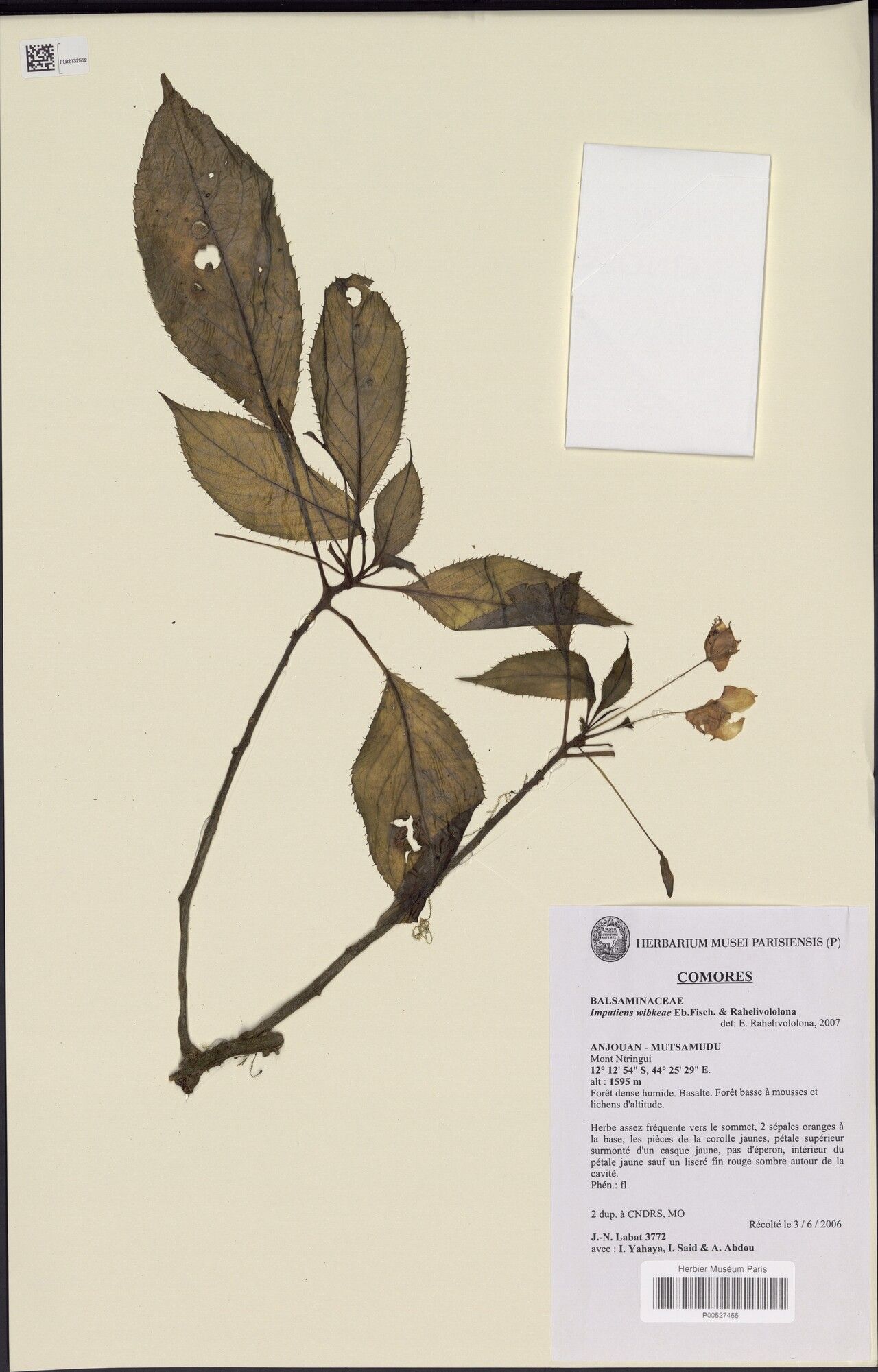 Impatiens wibkeae — houseplant care guide