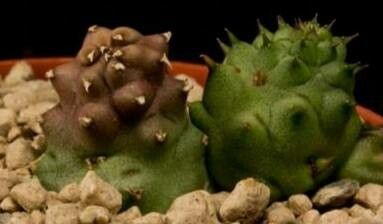 Duvalia corderoyi habit