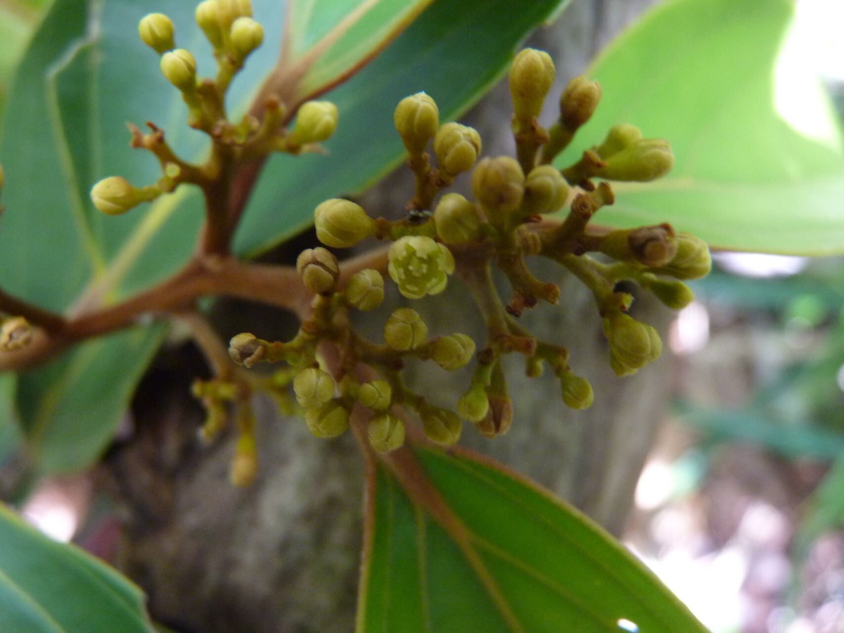 Cryptocarya guillauminii flower