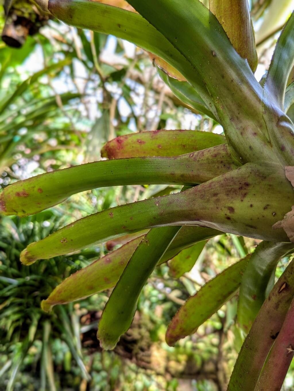 Portea kermesina leaf