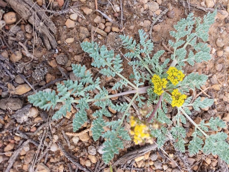 Cymopterus longipes — related species from the same genus