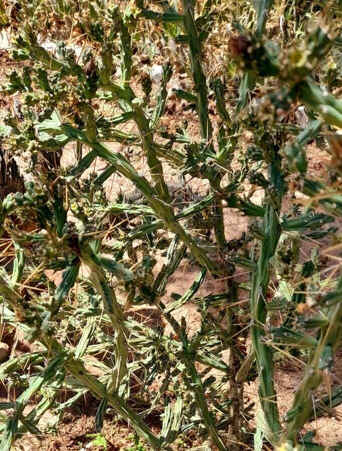 Cylindropuntia kleiniae habit