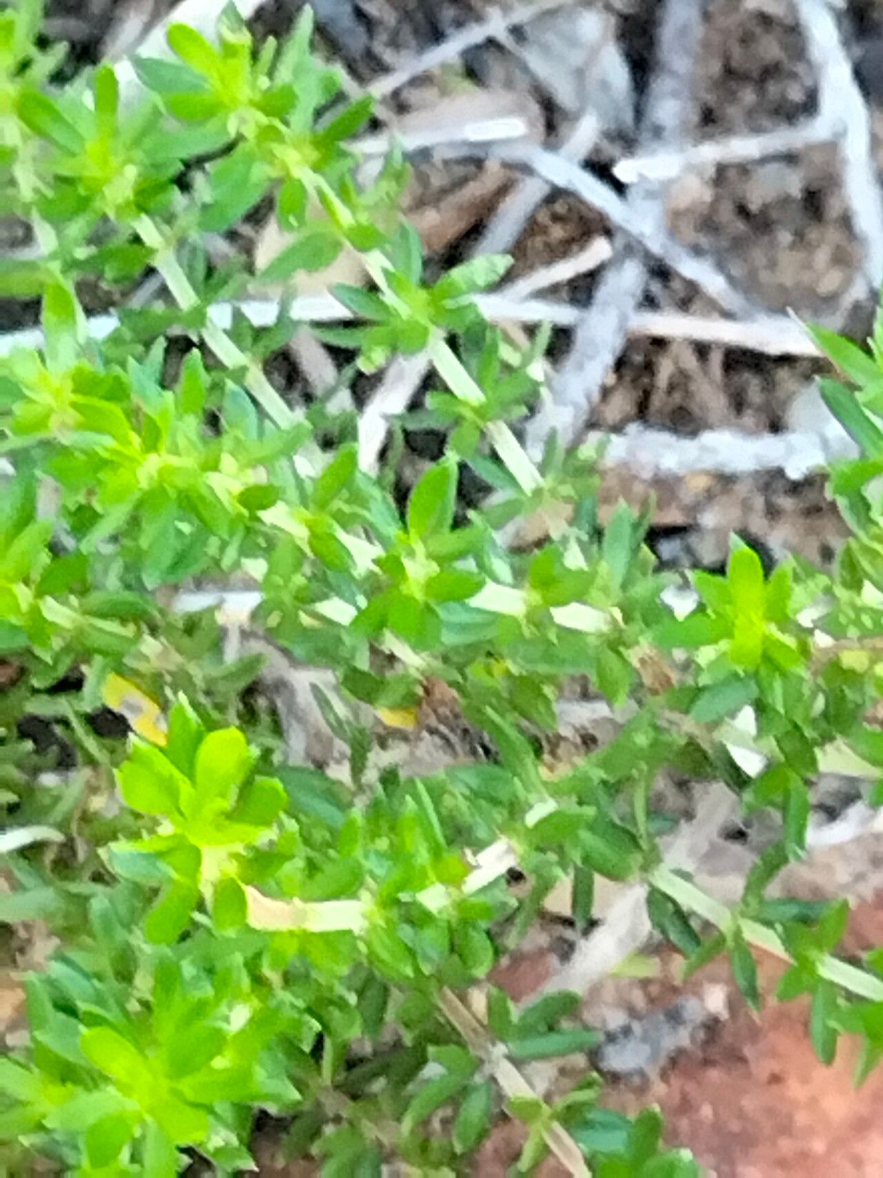 Agathosma capensis bark