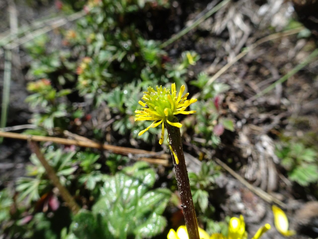 Ranunculus donianus flower