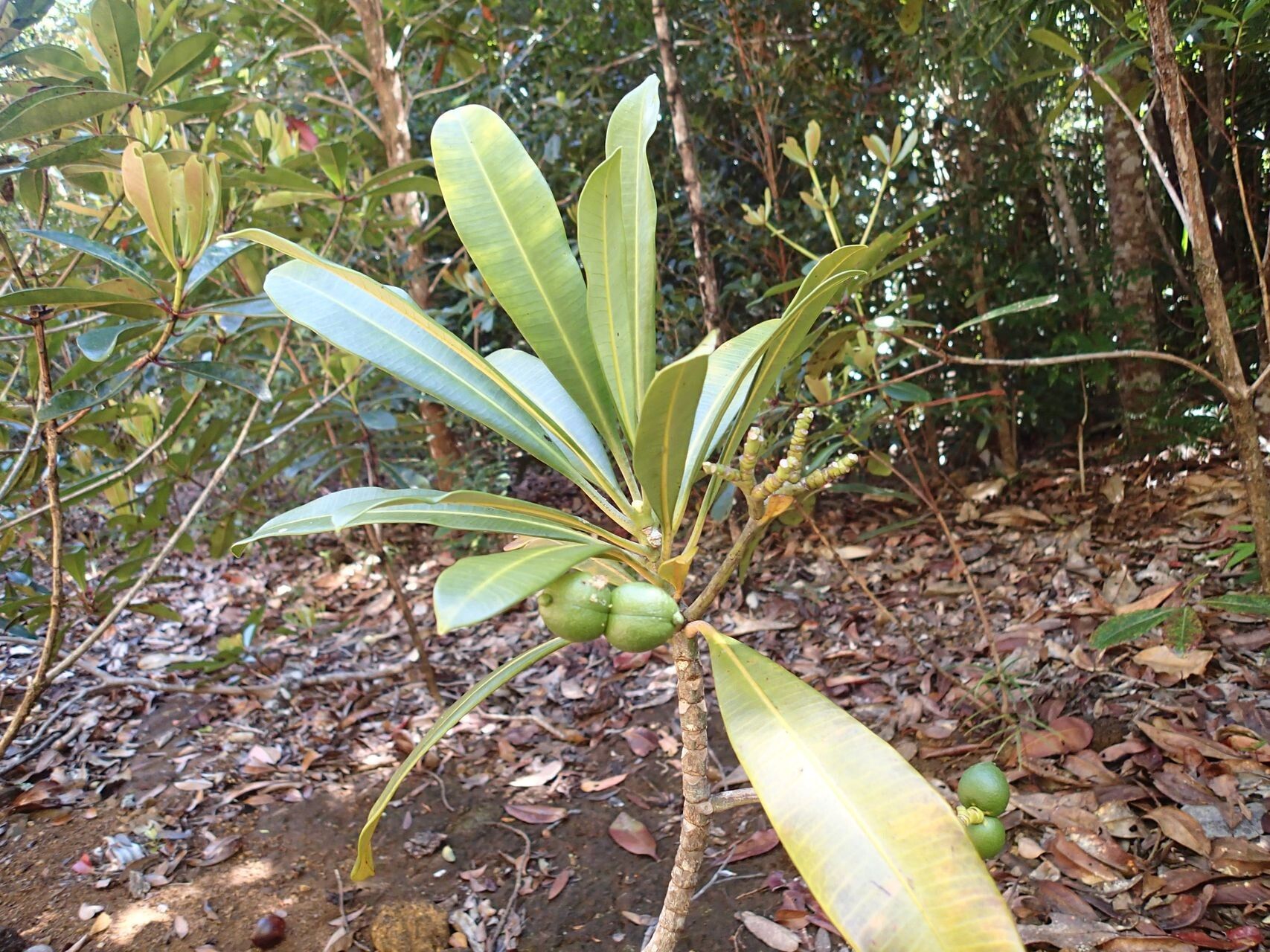 Ochrosia miana fruit