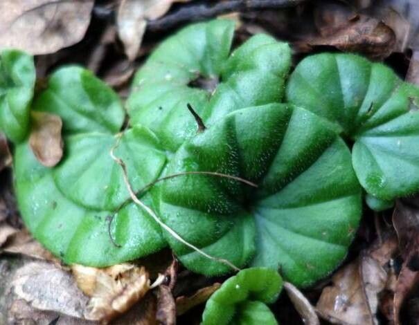 Nervilia petraea — houseplant care guide