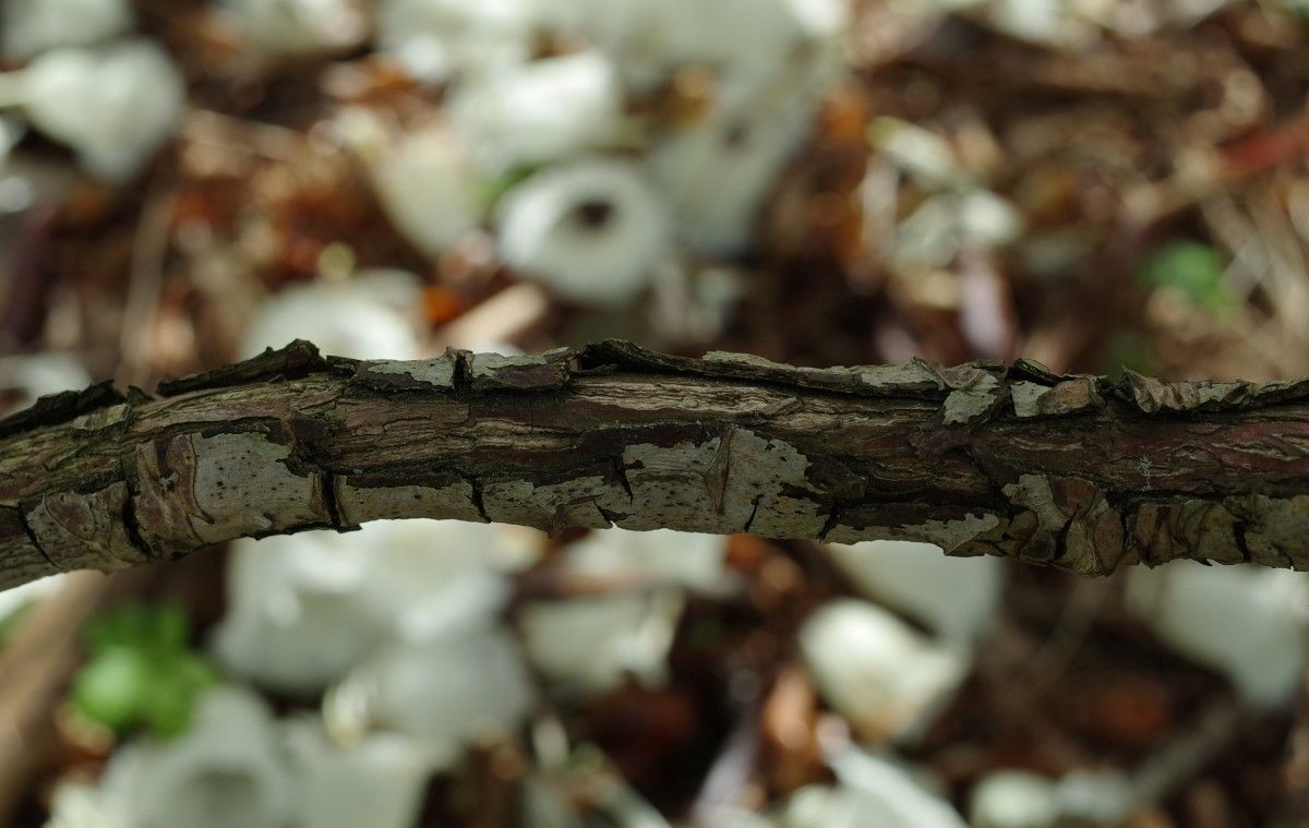 Rhododendron grande bark