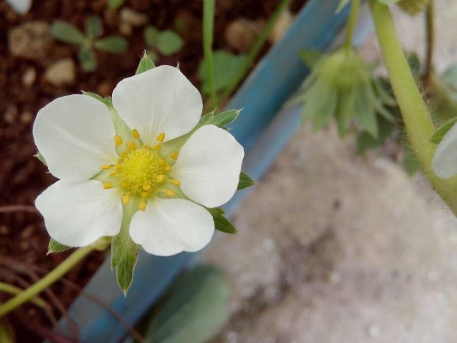 Fragaria × ananassa flower