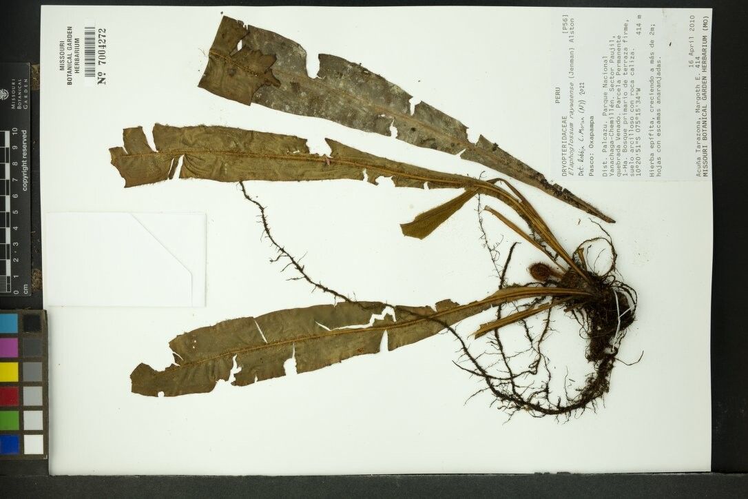 Elaphoglossum raywaense other